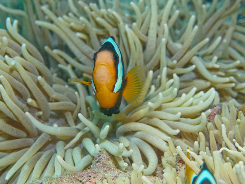 Clown Fish, House Reef